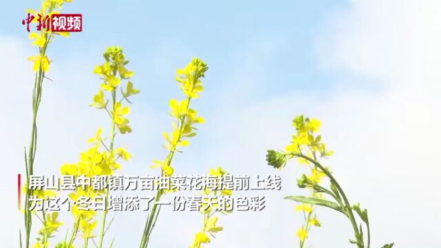 四川屏山:绝美油菜花海提前“上线”