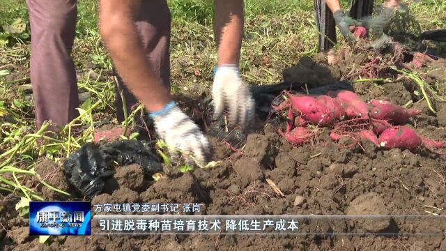 北纬42Ⱐ康平好物④ | 康平地瓜:软糯香甜 增收致富