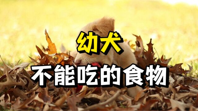 新手养狗必看!这些食物幼犬不能吃!