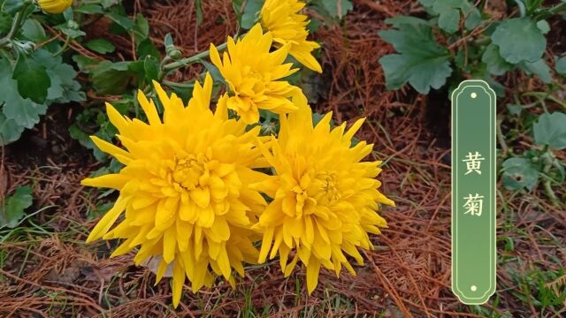 菊花的花朵绽放着笑容,舒展着花瓣,散发着清新的芬芳.