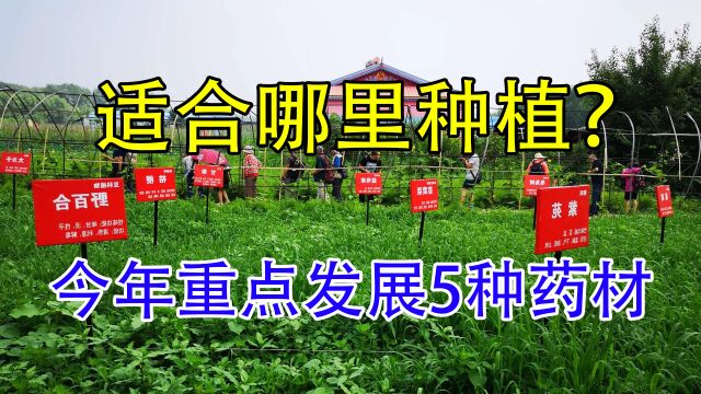 2023年适合重点发展的5种药材,亩产值220万,建议提前收藏