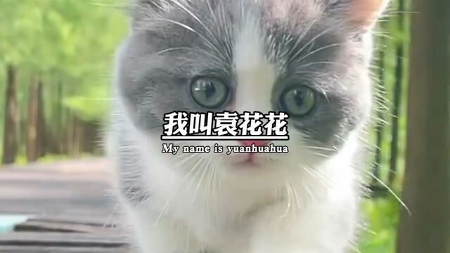 #萌宠 #猫咪 #猫