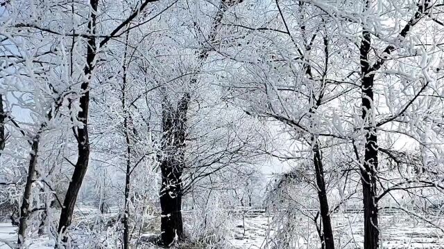 谁不说俺家乡雪世界美 #雾凇美景 #雾淞