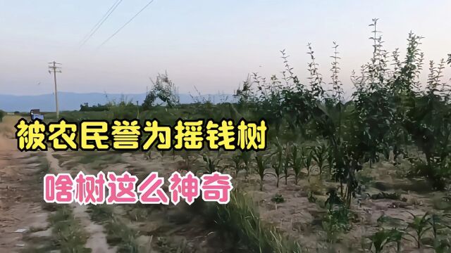 被农村老人称为摇钱树,种上不用管,每年亩产1万多元,啥树?