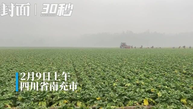 30秒| 抓住国外市场的“断档期”四川南充4000吨萝卜外销