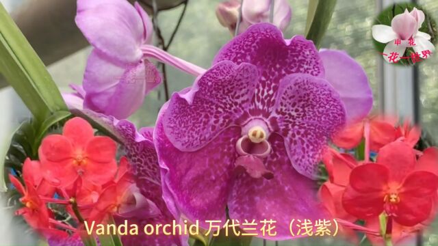 Vanda orchid 万代兰花(浅紫)