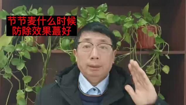 节节麦最佳防治时间 #分享农业知识帮农民增产增收 #农业种植 #小麦种植 #节节麦防治