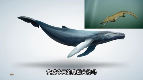 鲸鱼是如何从一只小猫般大小，变成今天的庞然大物的？