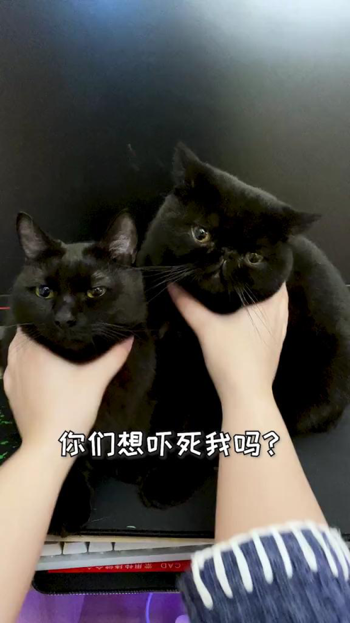 养猫人都会经历的瞬间_腾讯视频