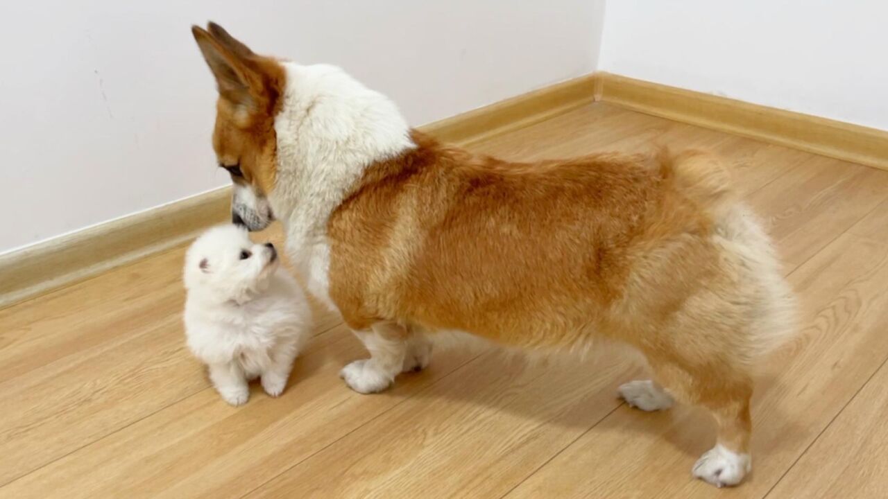 当一只博美下定决心要和柯基做朋友的时候!