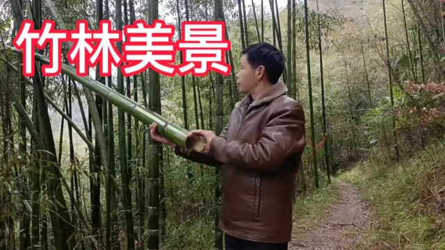 欣赏湖北省十堰市竹溪县天宝乡:竹林美景在眼前