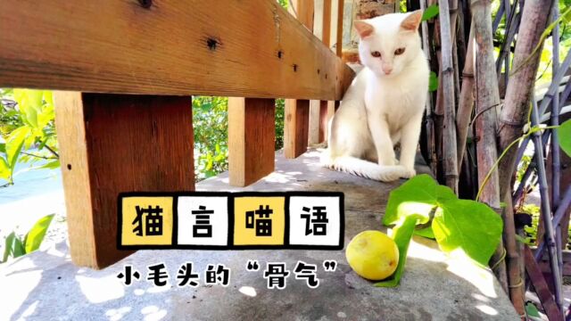 猫言喵语:小毛头的“骨气”