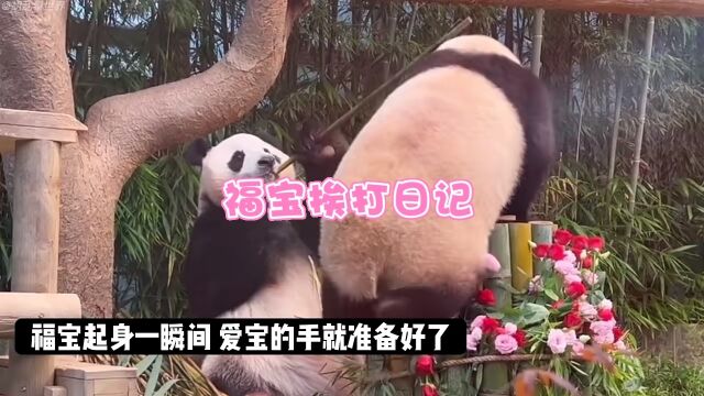 福宝挨打日记