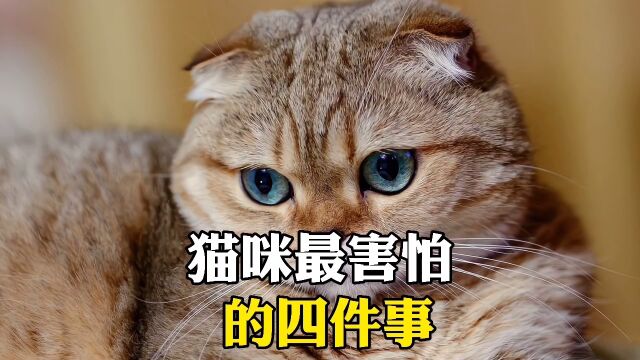 猫咪最害怕的四件事.