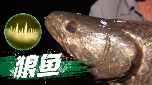 狼鱼的凶猛程度,连草原的苍狼都要望尘莫及,河中巨怪狼鱼_高清1080P在线观看平台_腾讯视频