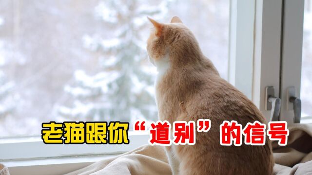 一旦老猫有这些行为,是在跟你道别!