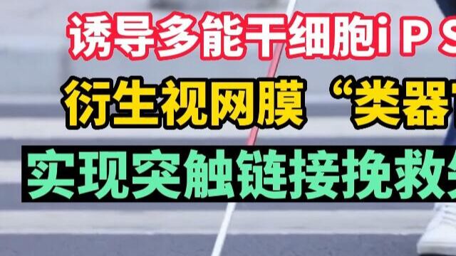 诱导多能干细胞iPSC衍生视网膜“类器官”实现突触链接挽救失明