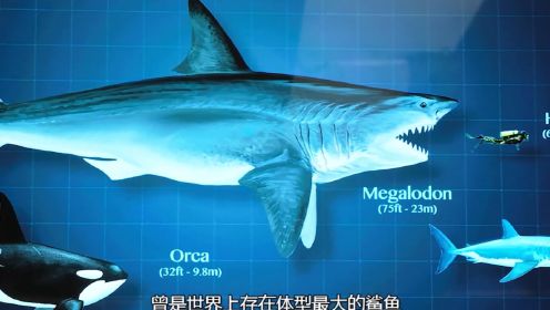 27米的巨齿鲨是当之无愧的海洋霸主，你觉的它跟沧龙谁更厉害。#巨齿鲨 #杰森斯坦森 #李冰冰