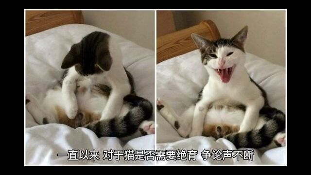 是否该给猫咪绝育?