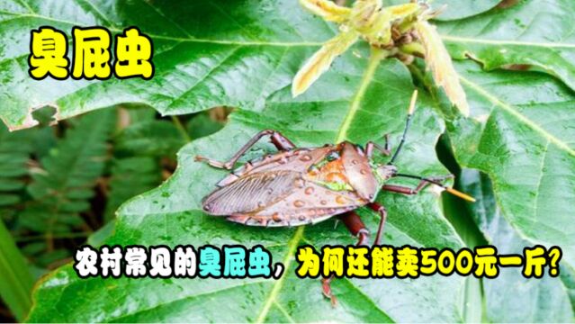 农村常见的臭屁虫,臭到离谱,为何还能卖500元一斤?你吃过吗?