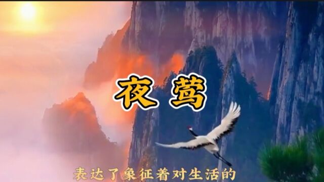 世界顶级名曲雅尼的《夜莺》旋律悠扬婉转 清新动听表达人们对美好生活和自由的向往