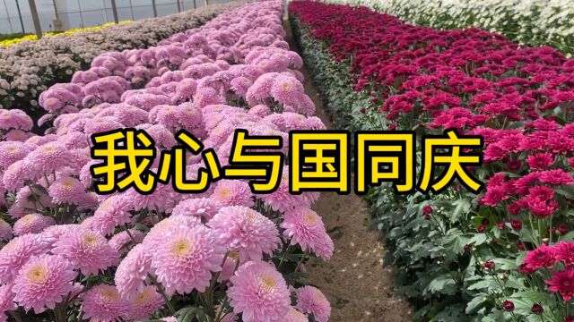 节日漫步花海,鲜花绽放喜迎国庆,祝福祖国繁荣昌盛