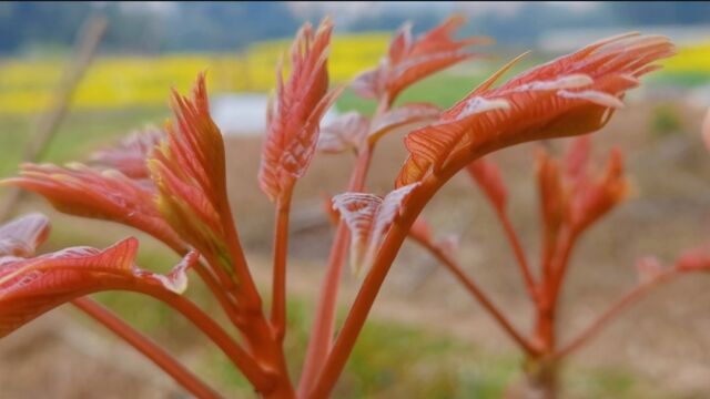 山野菜红香椿炒蛋,一年只得一回吃,酥脆感十足,就是气味太浓郁