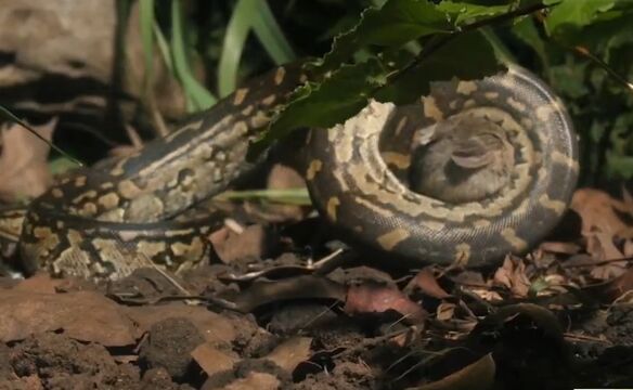 非洲岩蟒长达7.5米,它们通常将猎物绞死,老鼠、鳄鱼甚至人类