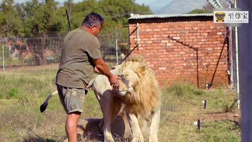 国外大叔养狮子老虎做宠物，被狮子抱住还笑陈非常爽！