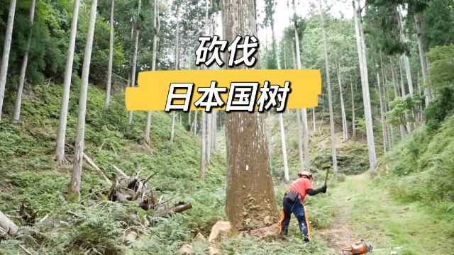 砍伐一棵300年树龄的日本国树,这是一种杉木,做的家具很优越