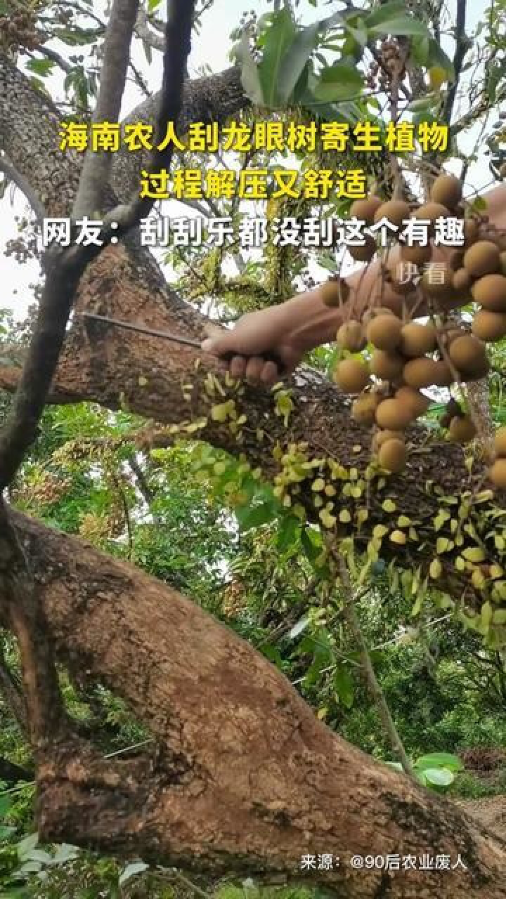 海南農人刮龍眼樹寄生植物,過程解壓又舒適,網友:刮刮樂都沒刮這個有