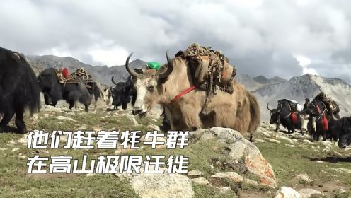 喜马拉雅山的游牧民，每年赶着牦牛，在海拔五千米的群山极限迁徙