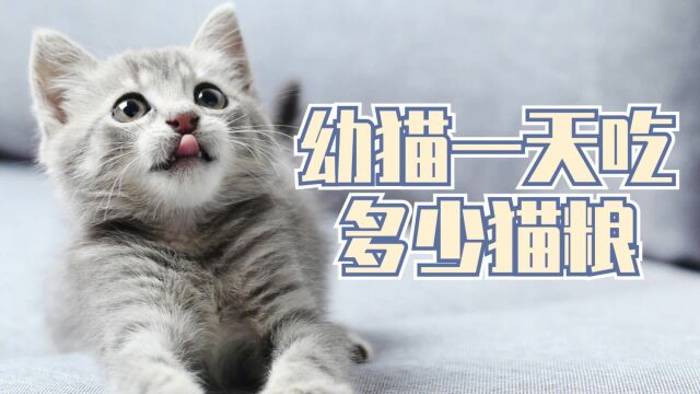 幼猫一天喂多少猫粮合适,看完你就会了