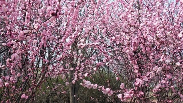 这美丽的花海,可以治愈一切的不开心.