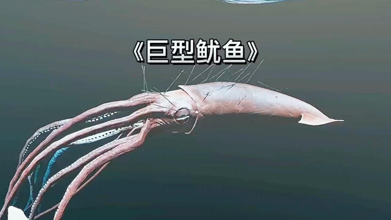 《荒岛求生13》深海巨物"大鱿鱼boss",有巨物恐惧症的不要进啊.