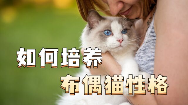 布偶猫性格如何培养好?看完这个视频包你学会!