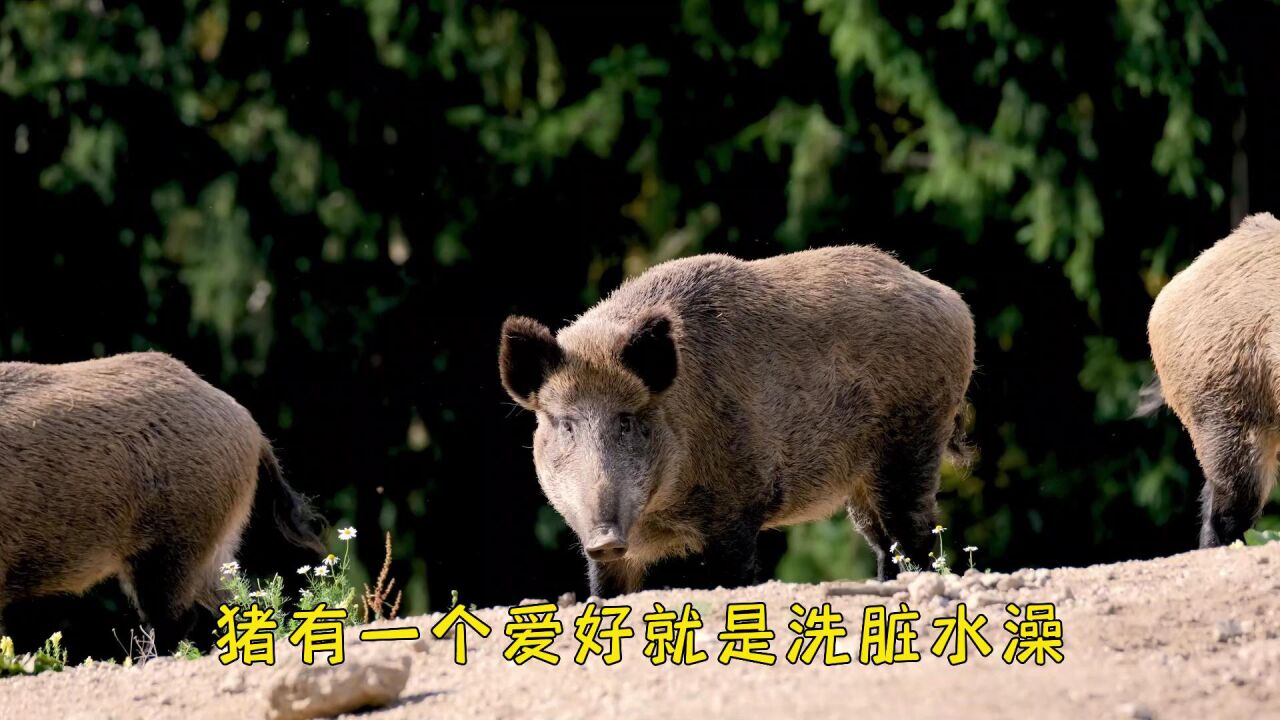 第33期为什么猪特别爱拱土_腾讯视频