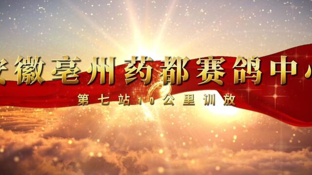 安徽亳州药都赛鸽中心第七站10公里训放