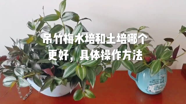 吊竹梅水培和土培哪个更好,具体操作方法