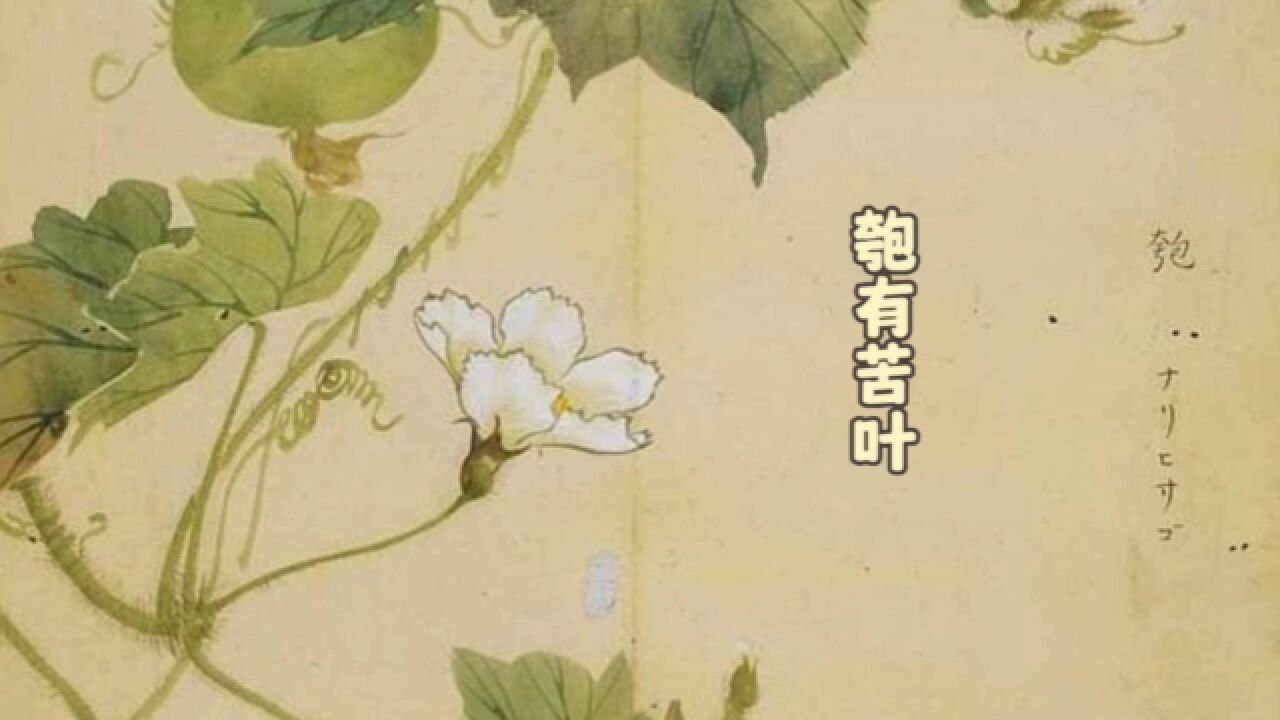 《匏有苦叶》赏析《诗经邶风》_高清1080P在线观看平台_腾讯视频
