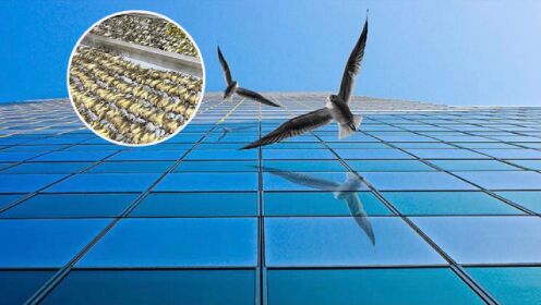 美国近千只鸟撞楼身亡，玻璃窗为何成为鸟类杀手？举手之劳除威胁