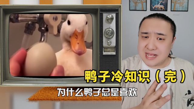 鸭子那些鲜为人知的冷知识!!!