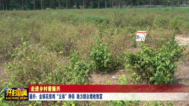 通许:金银花柴鸡“立体”种养 助力群众增收致富