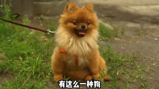 博美犬也叫俊介,长得真好看,但也真爱叫呀