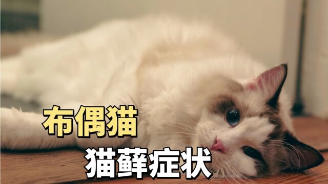 布偶猫猫藓症状有哪些