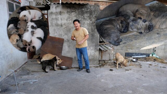 比特犬得了焦虫病很难治,很好一条狗就这样废了,不甘心