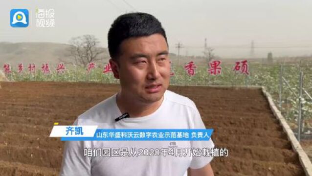 走文化廊道 看高质量发展丨山东华盛科沃云示范基地:数字农业让果业种植提质增效