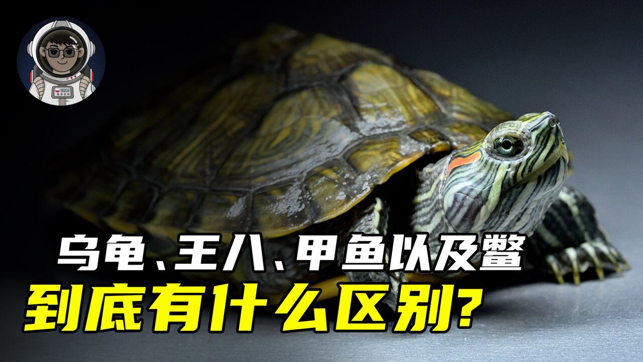 你知道乌龟,王八,甲鱼以及鳖,它们之间到底有什么区别吗?