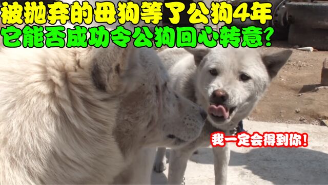 这母狗真痴情!被抛弃的母狗等了公狗4年,公狗会回心转意吗?