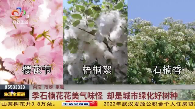 季石楠花花美气味怪 却是城市绿化好树种